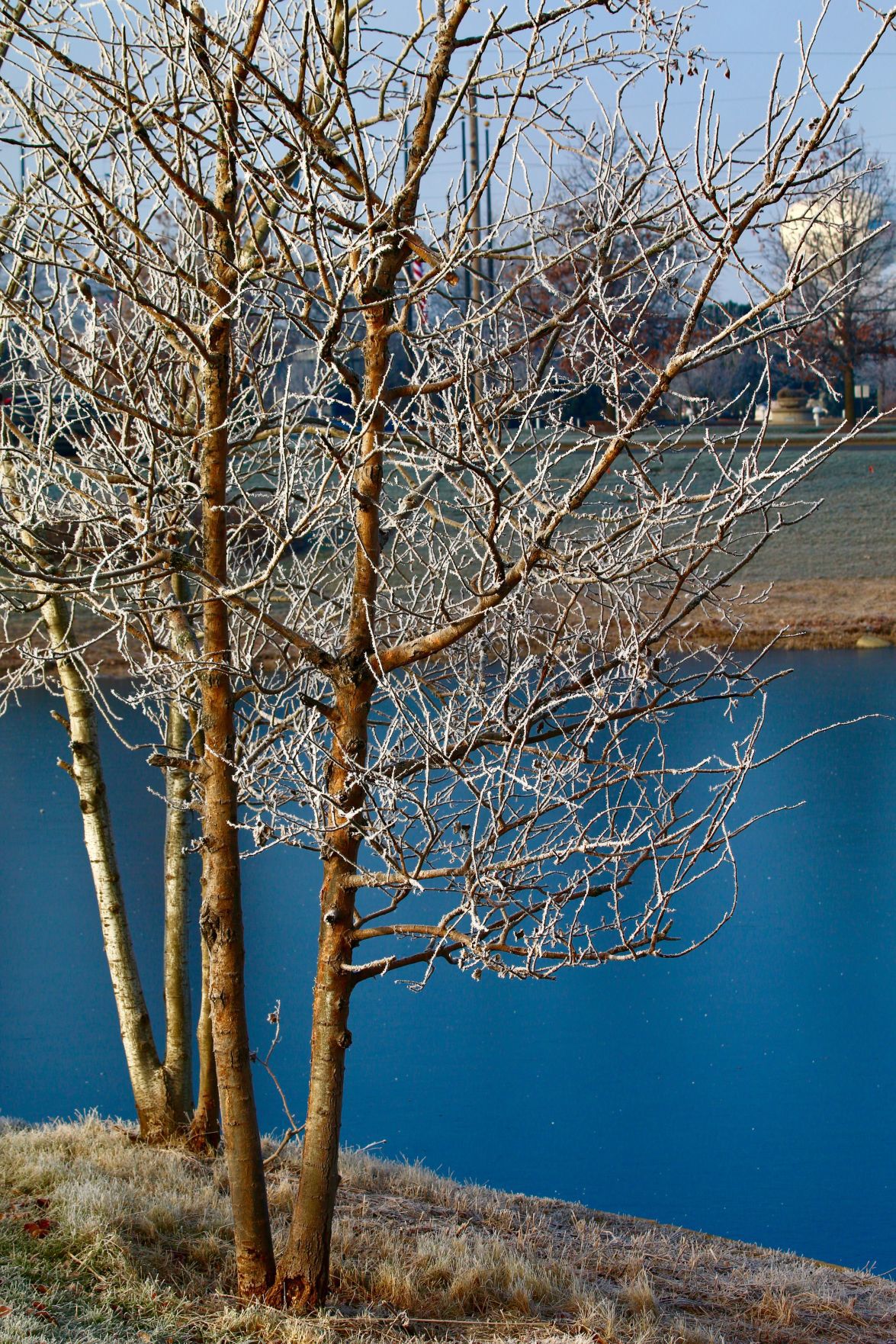 Frosty morning